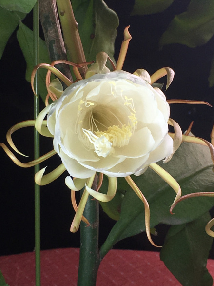 昙花（仙人掌科昙花属植物）_百度百科