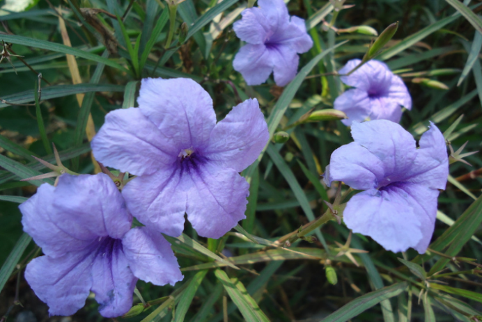 蓝花草 愿与君 日日常见 百科ta说