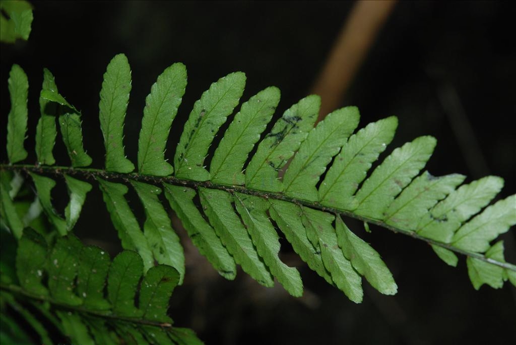 是实蕨科,刺蕨属土生 a target="_blank" href="/item/蕨类/7638032"