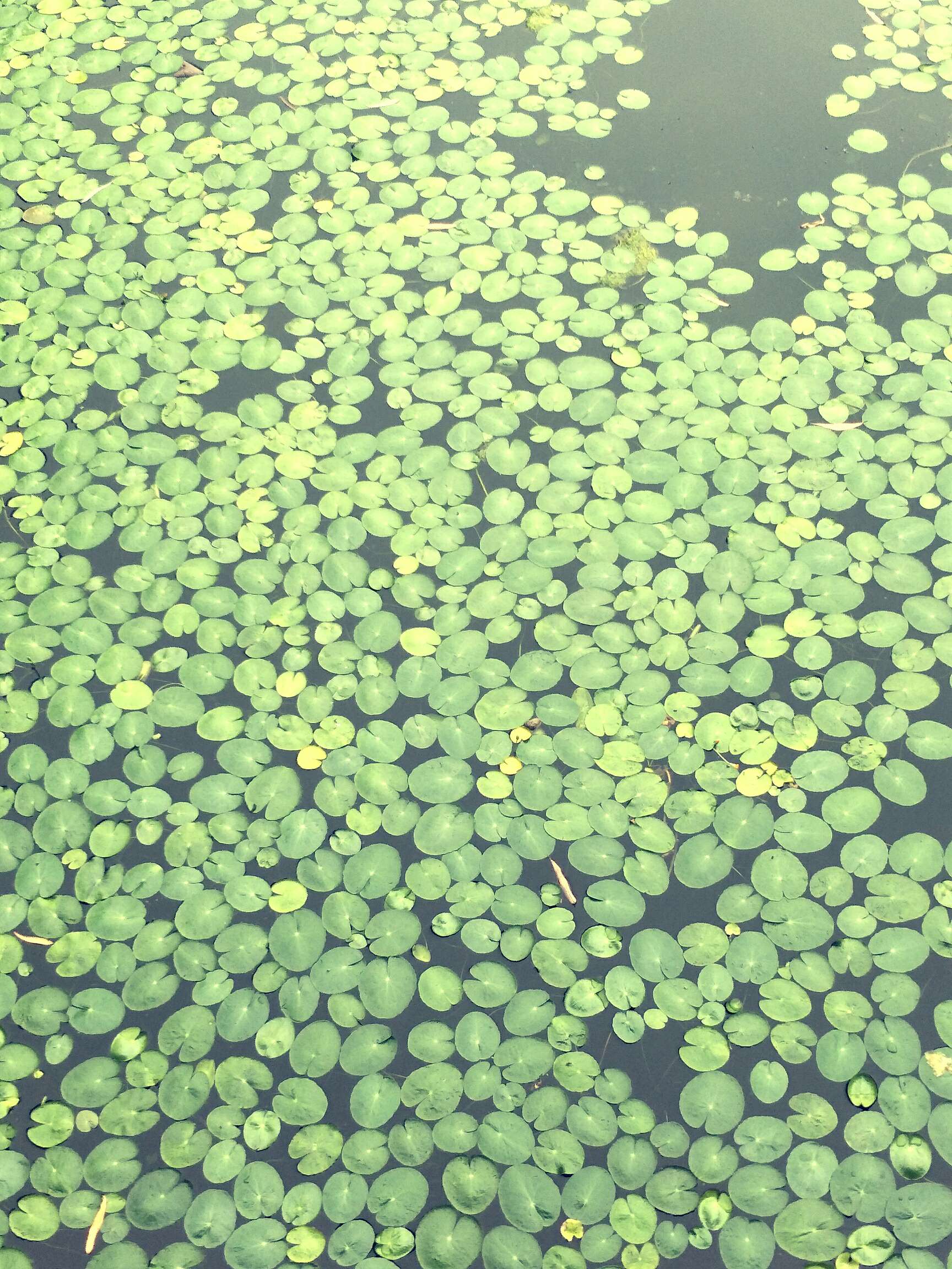  p data-id="txtbwmyuhrcp">浮萍( i>lemna minor /i> l.