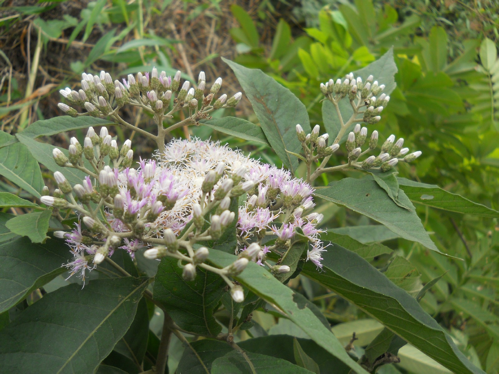 南川斑鸠菊 vernonia bockiana diels /p> p>灌木,或小乔