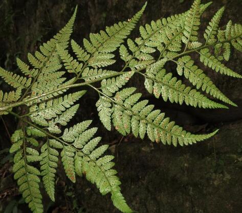 华东复叶耳蕨
