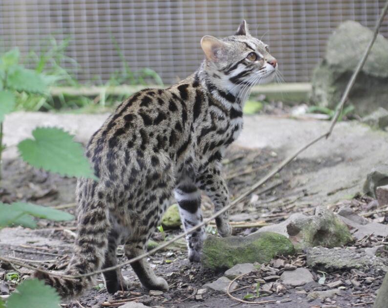  p>豹猫(学名: i>prionailurus bengalensis /i>)是猫科,豹猫属动物.
