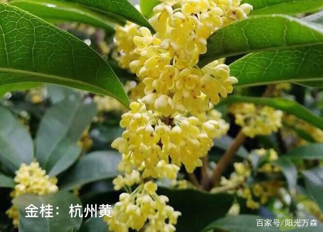 桂花——四大类主要二十五个名贵品种详介_百科TA说