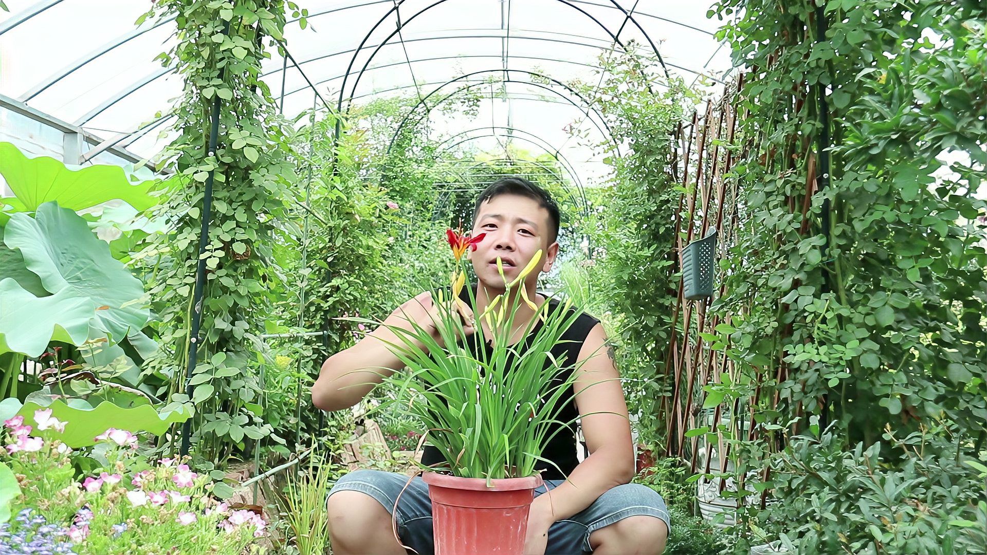 萱草 百合科萱草属植物 百度百科