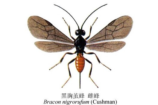 黑胸茧蜂