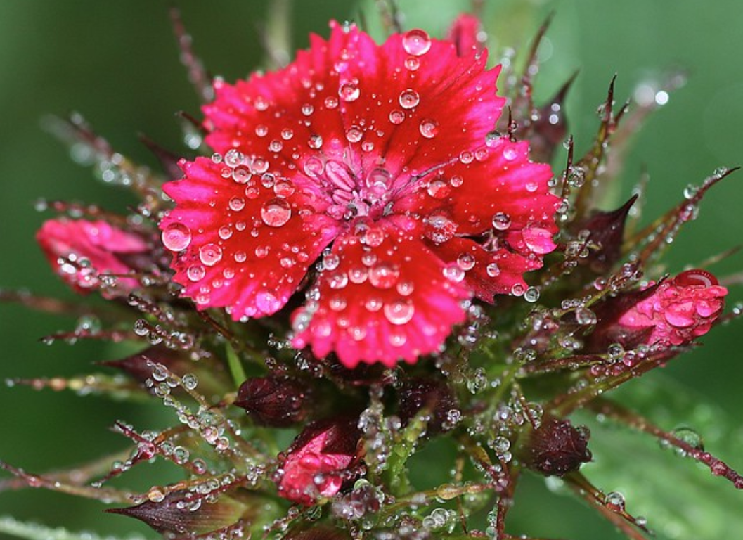  p>康乃馨(学名: i>dianthus  /i>carnation i> /i>):是 a target="