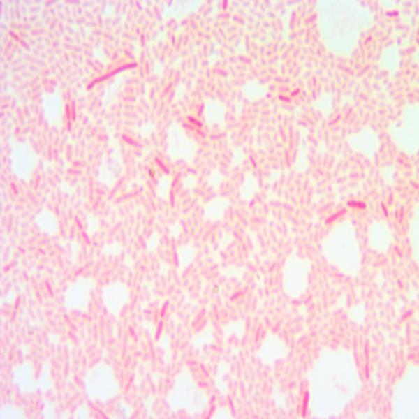 杀鲑气单胞菌日本鲑亚种