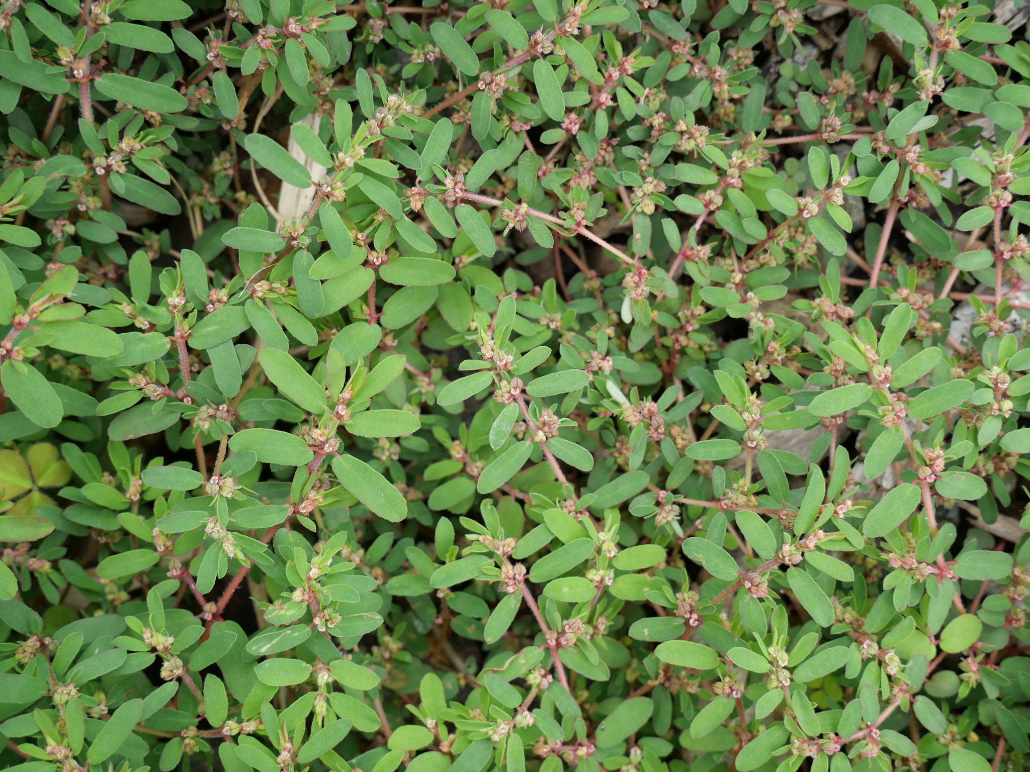  p>斑地锦草(学名: i>euphorbia maculata /i> l.