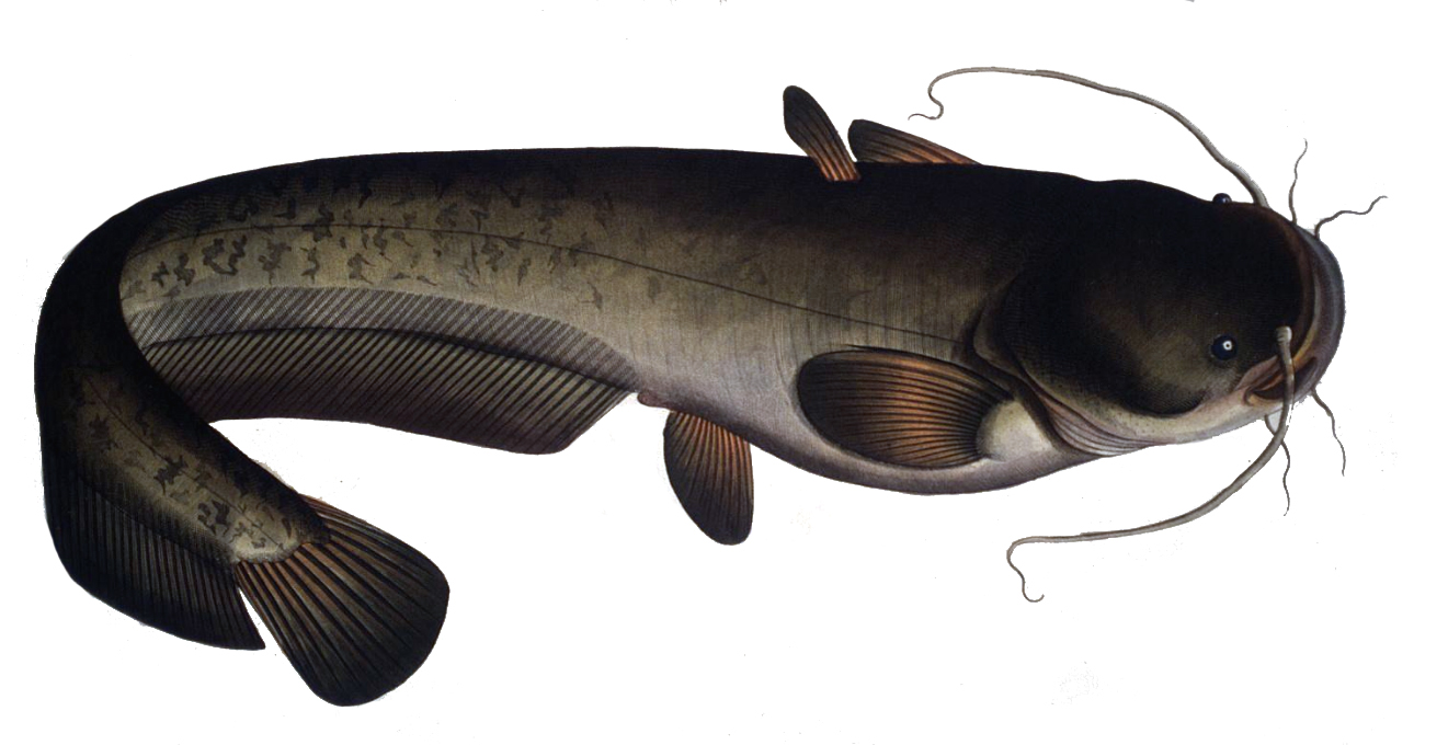 鲶鱼的食性与习性