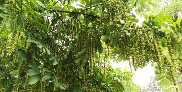 照片：枫杨花，只有我青翠像垂柳，一串相思像当年_百科TA说