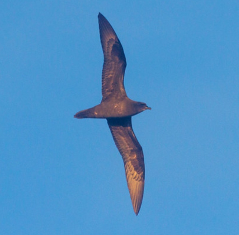 pterodroma atrata
