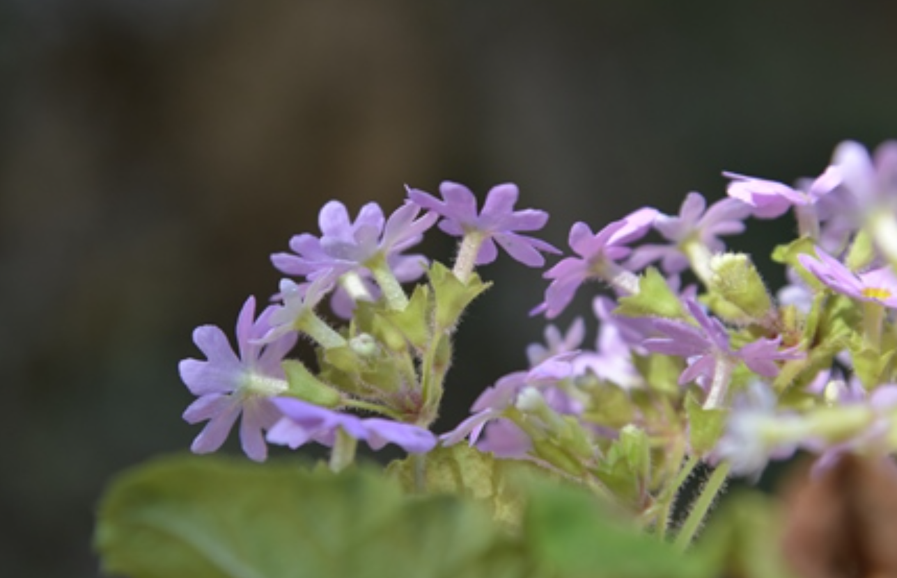 obconica /i> hance)是报春花科报春花属多年生草本植物,全株被柔毛