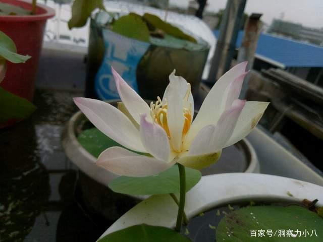 别错过这款 凌波仙子 亭亭玉立溢满香 打造方寸之间的荷塘 百科ta说