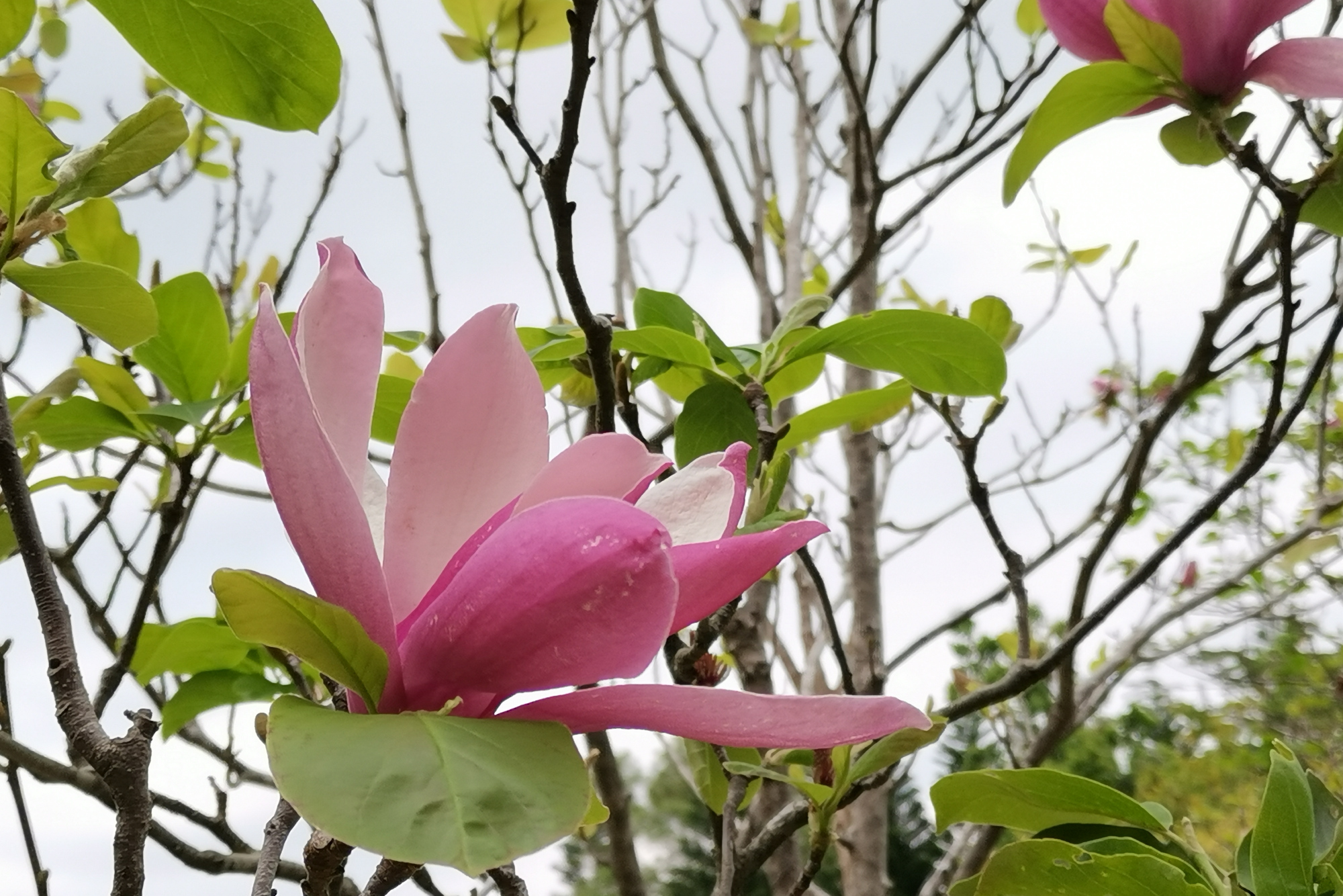 木兰花（木兰科木兰属植物）_百度百科