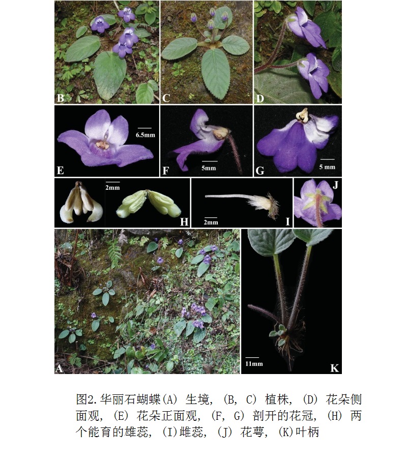 华丽石蝴蝶