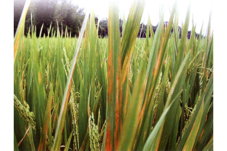 水稻细菌性条斑病菌