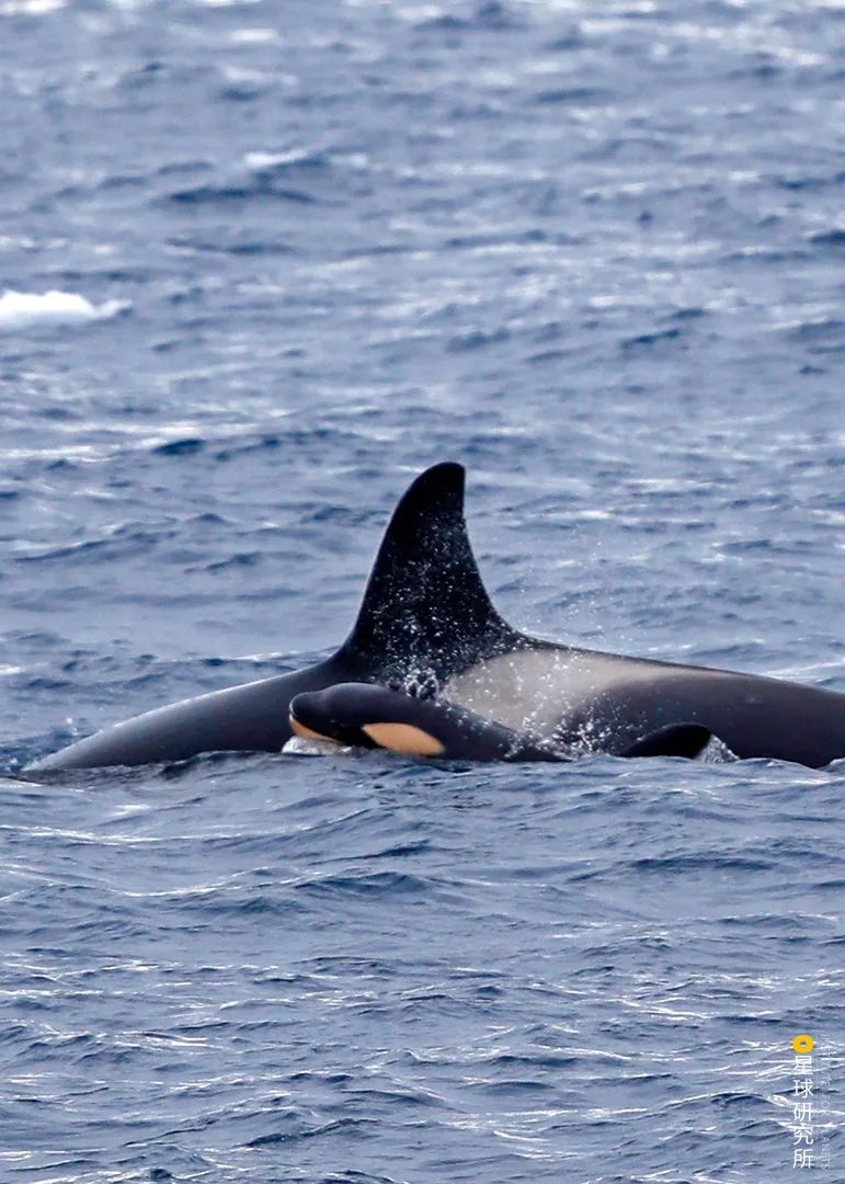 中国哪里看鲸鱼？_百科TA说