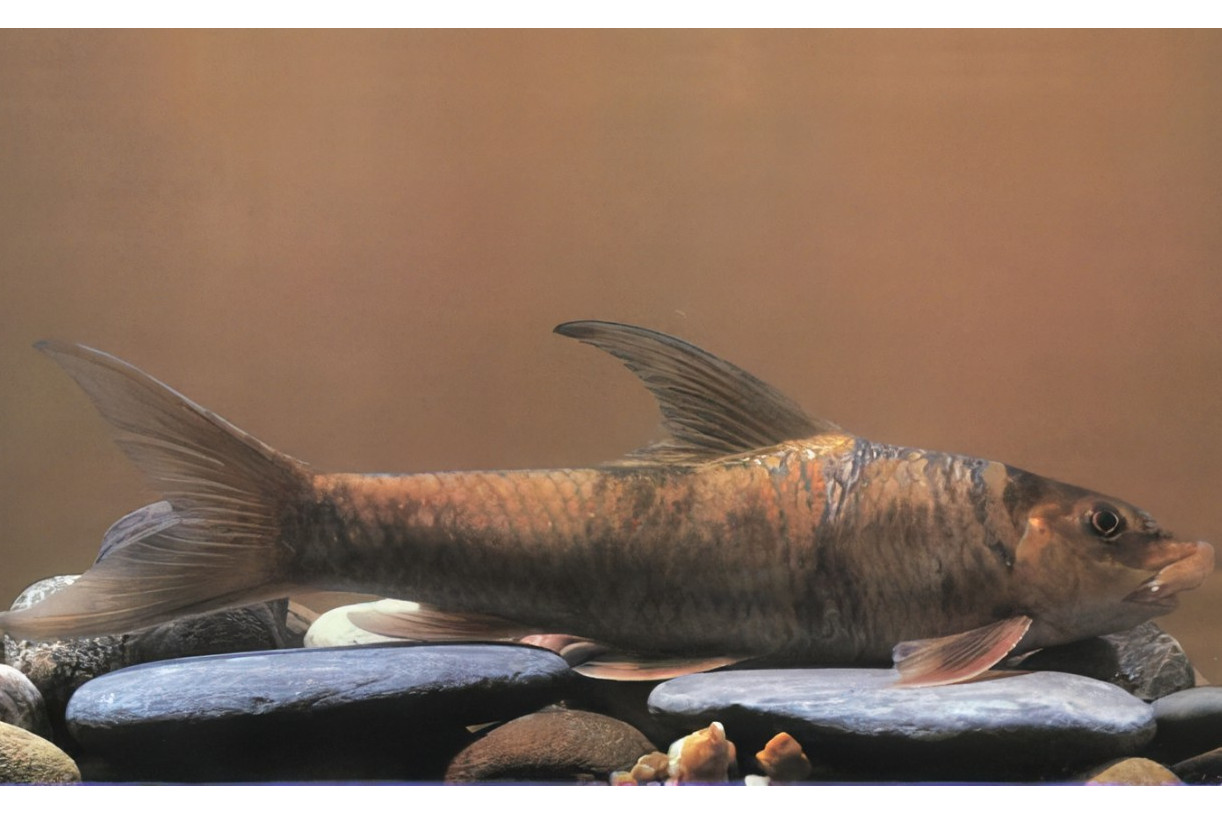 target="_blank" href="/item/野鲮亚科