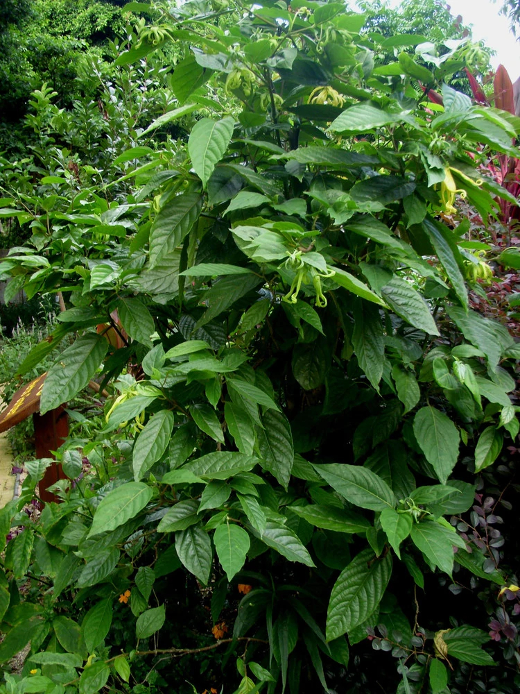 依兰（番荔枝科依兰属植物）_百度百科