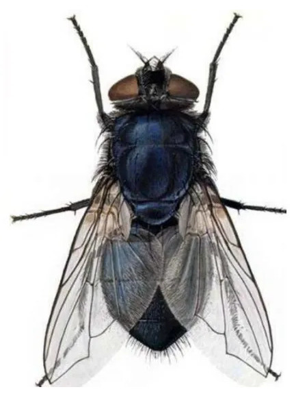 新陆原伏蝇