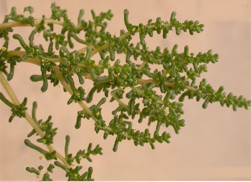 白茎盐生草民勤群体