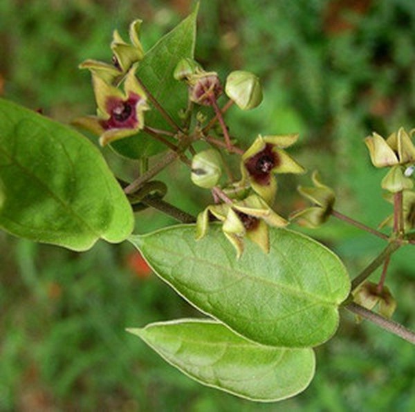是夹竹桃科娃儿藤属植物. /p>