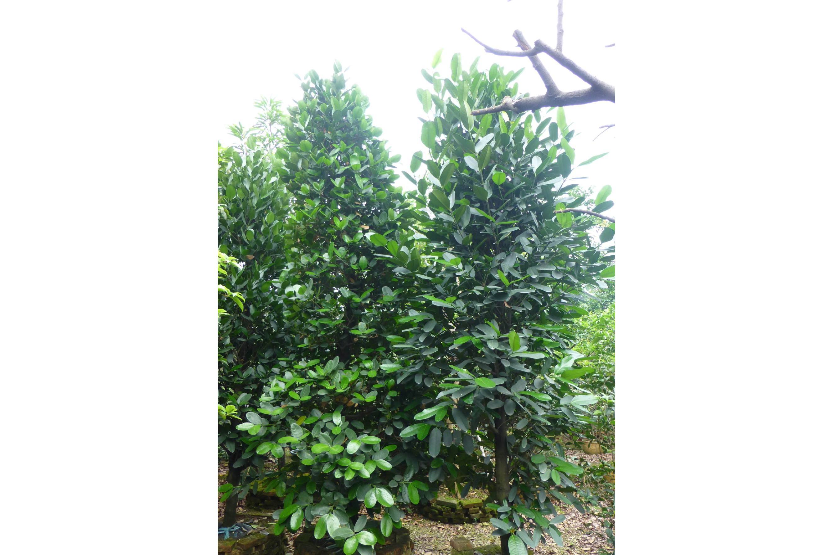 data-id="9xx5a2q">菲岛福木海南个体003是一种藤黄科,山竹子属植物