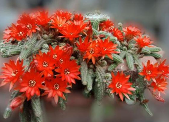 白檀柱 原来你是这样娇艳的仙人掌 百科ta说