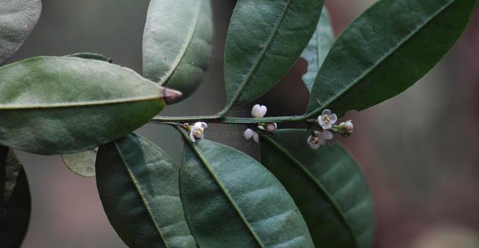 ilex tetramera (rehder) c. j. tseng