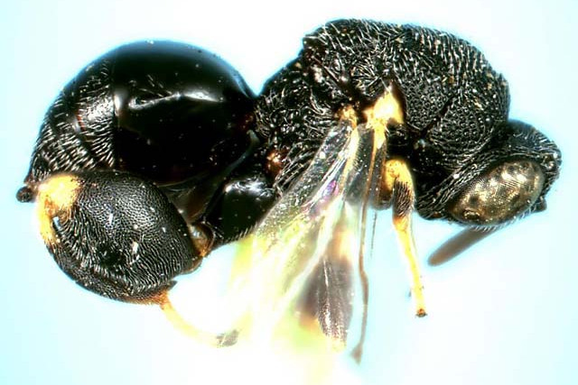 金钢钻大腿小蜂