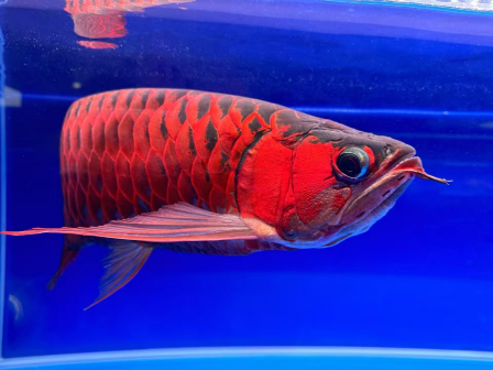 红龙鱼