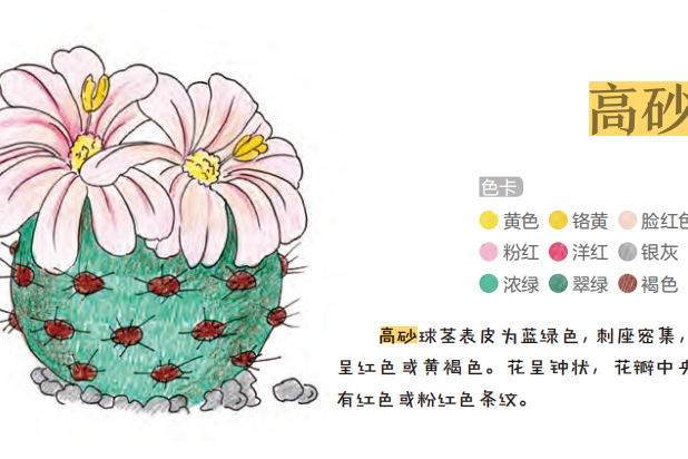 高砂（仙人掌科乳突球属的一种多肉植物）_百度百科