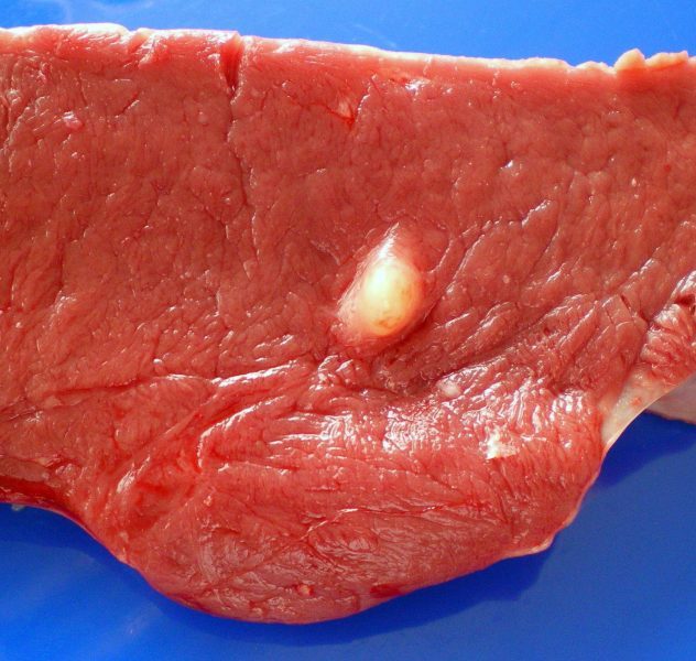 是由牛囊尾坳,又称牛带绦虫的幼虫而引起,发生在牛身上的一种寄生虫病