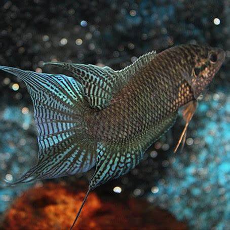 香港黑叉尾斗鱼