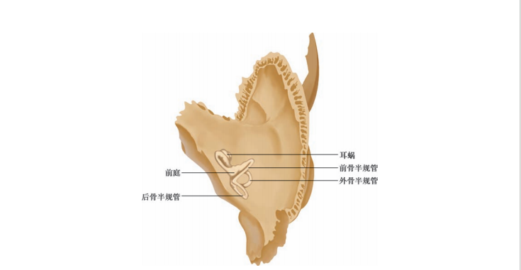 前庭器官_百度百科