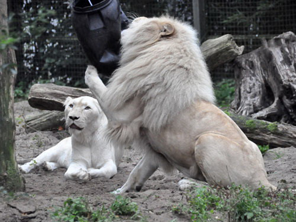 panthera leo krugeri