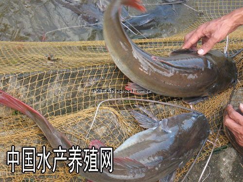  p>丝尾鲤,又称白须公鱼,马来西亚称baung.