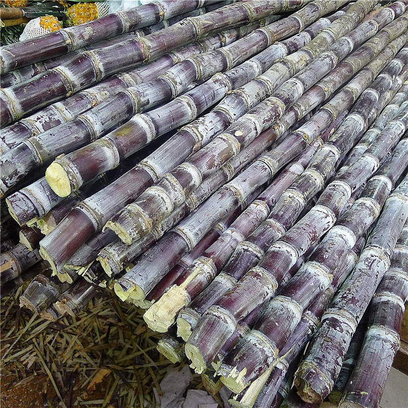 上高紫皮甘蔗