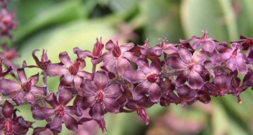  p>黑紫藜芦 i>(学名:veratrum japonicum) /i>,是百合科 a target="