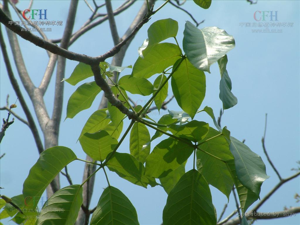 handeliodendron bodinieri (levl.) rehd.