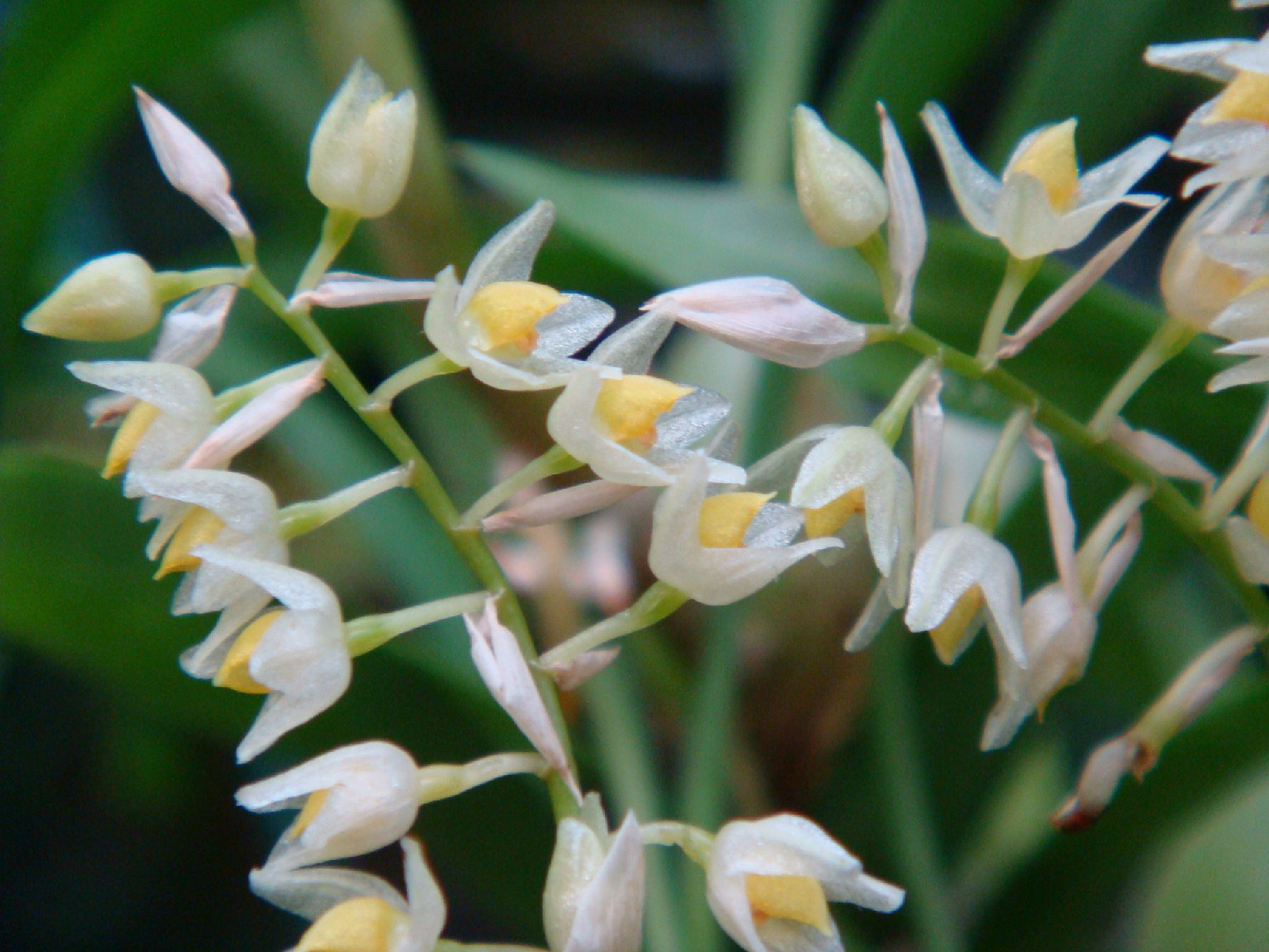  p>细叶石仙桃(学名: i>pholidota cantonensis /i>  rolfe.