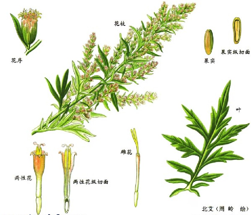 artemisia argyi var. gracilis