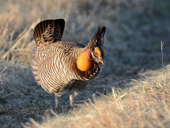  p>草原松鸡(学名: i>t /i> i>ympanuchus cupido /i>):体长43-47厘米