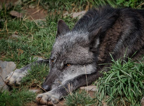  p>东部森林狼(学名:canis lupus lycaon)是灰狼的亚种之一,具有各种