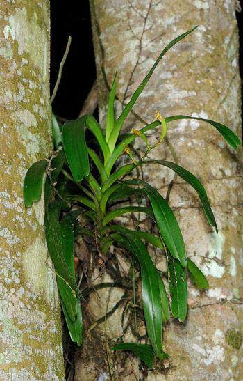  p>窄唇蜘蛛兰(学名: i>arachnis labrosa /i>  (lindl. et paxt.