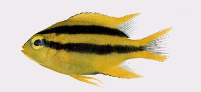  p>黑褐副雀鲷( a target="_blank" href="/item/学名/8074290" data