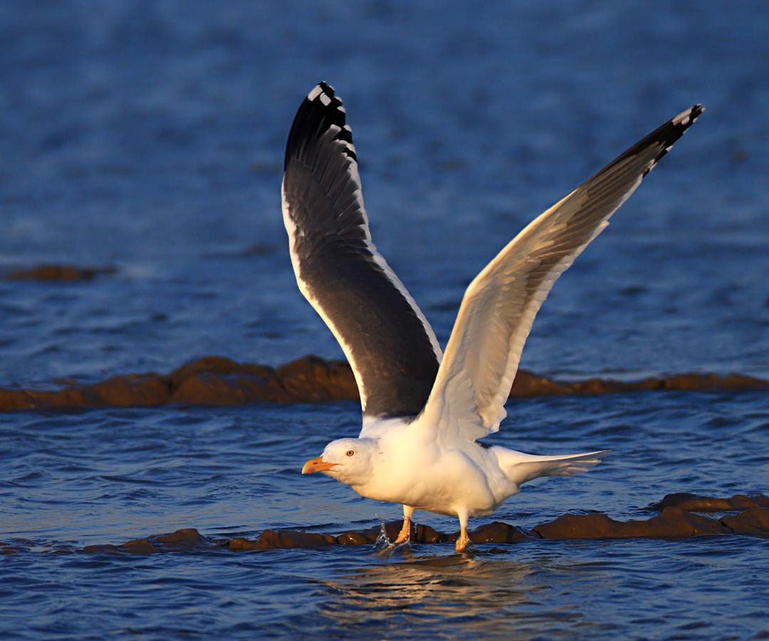  p>灰背鸥(学名: i>larus schistisagus /i>)大型水鸟,体长62~69厘米.