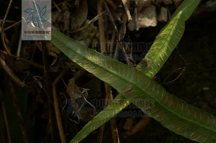 asplenium scortechinii bedd.
