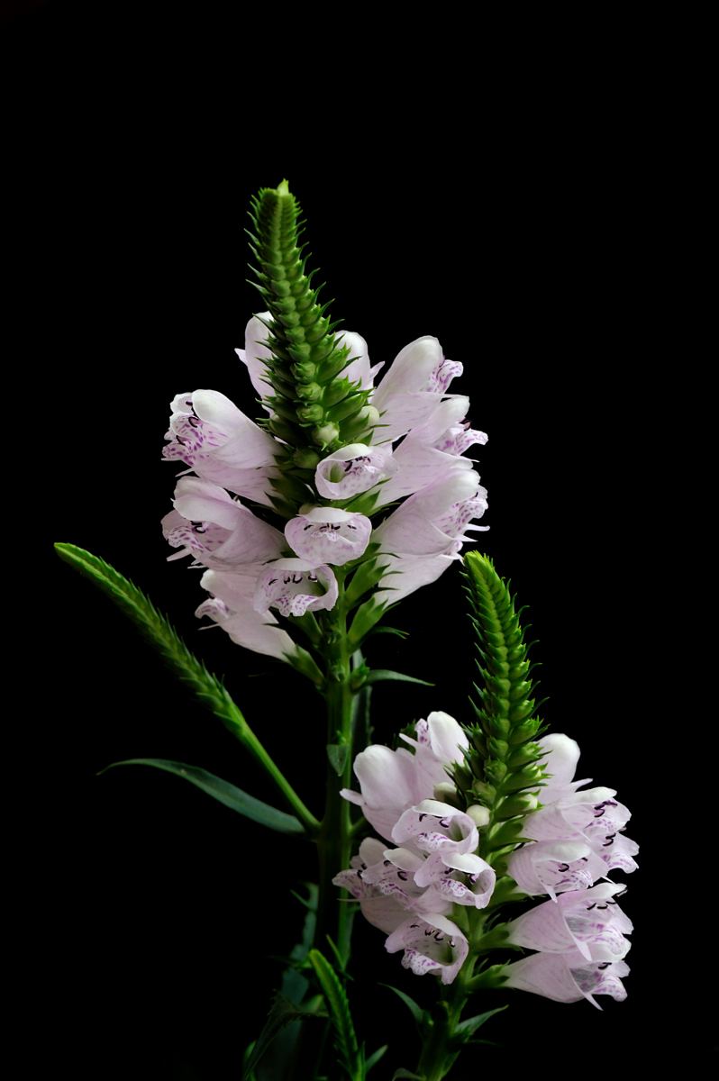  p>龙头花属属于百合亚纲,石蒜科龙头花属植物. /p> p>多年生草本.